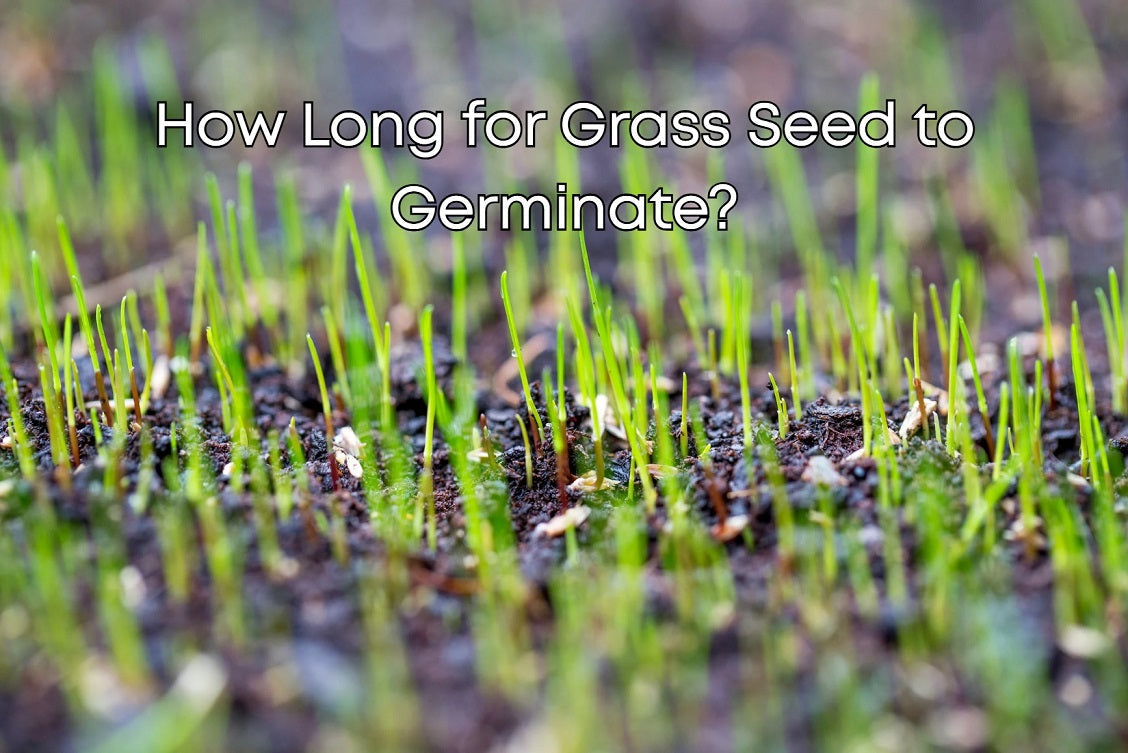 How Long for Grass Seed to Germinate?