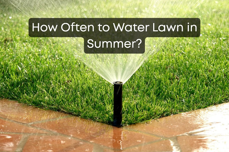 How Often to Water Lawn in Summer?