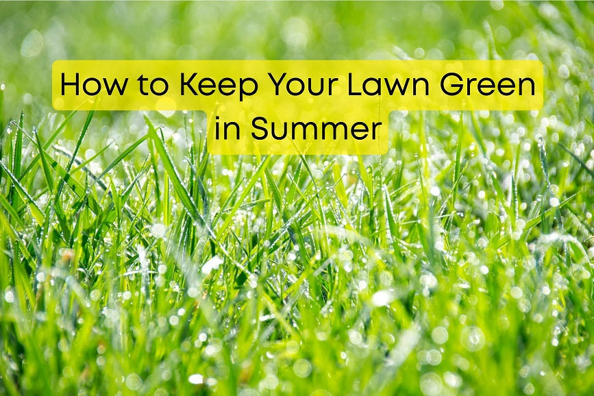 How to Keep Your Lawn Green in Summer