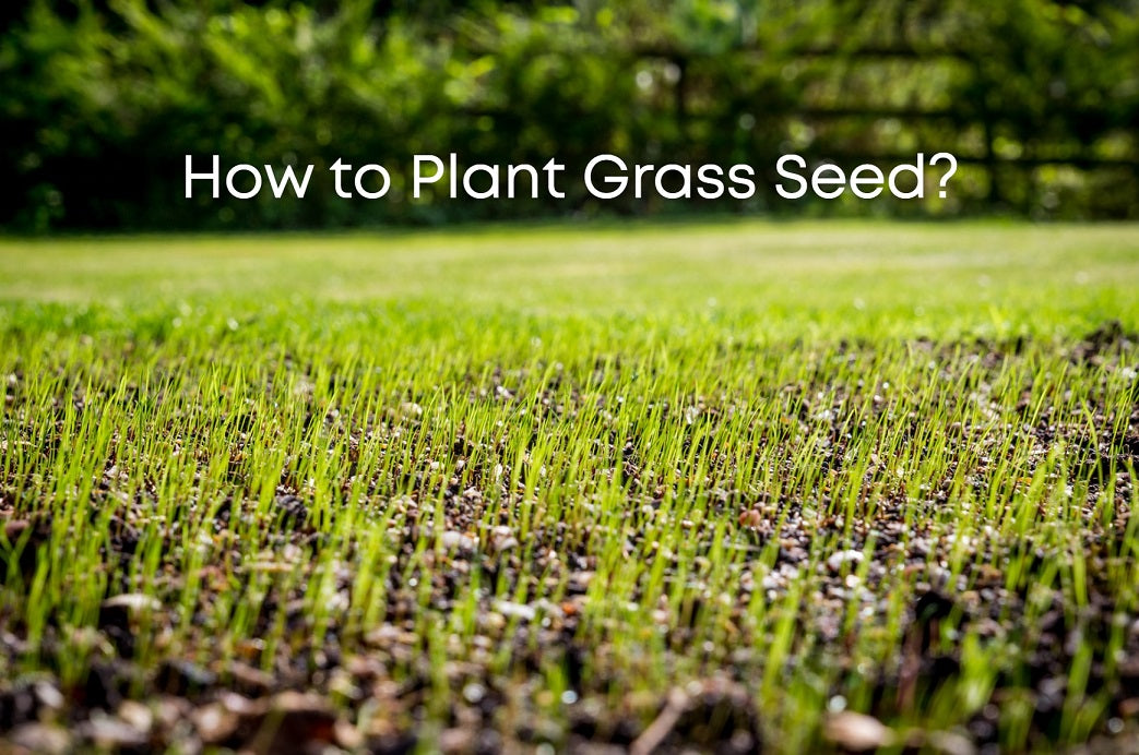 How to Plant Grass Seed?