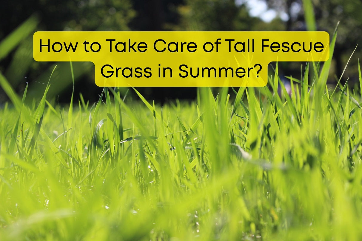 How to Take Care of Tall Fescue Grass in Summer?