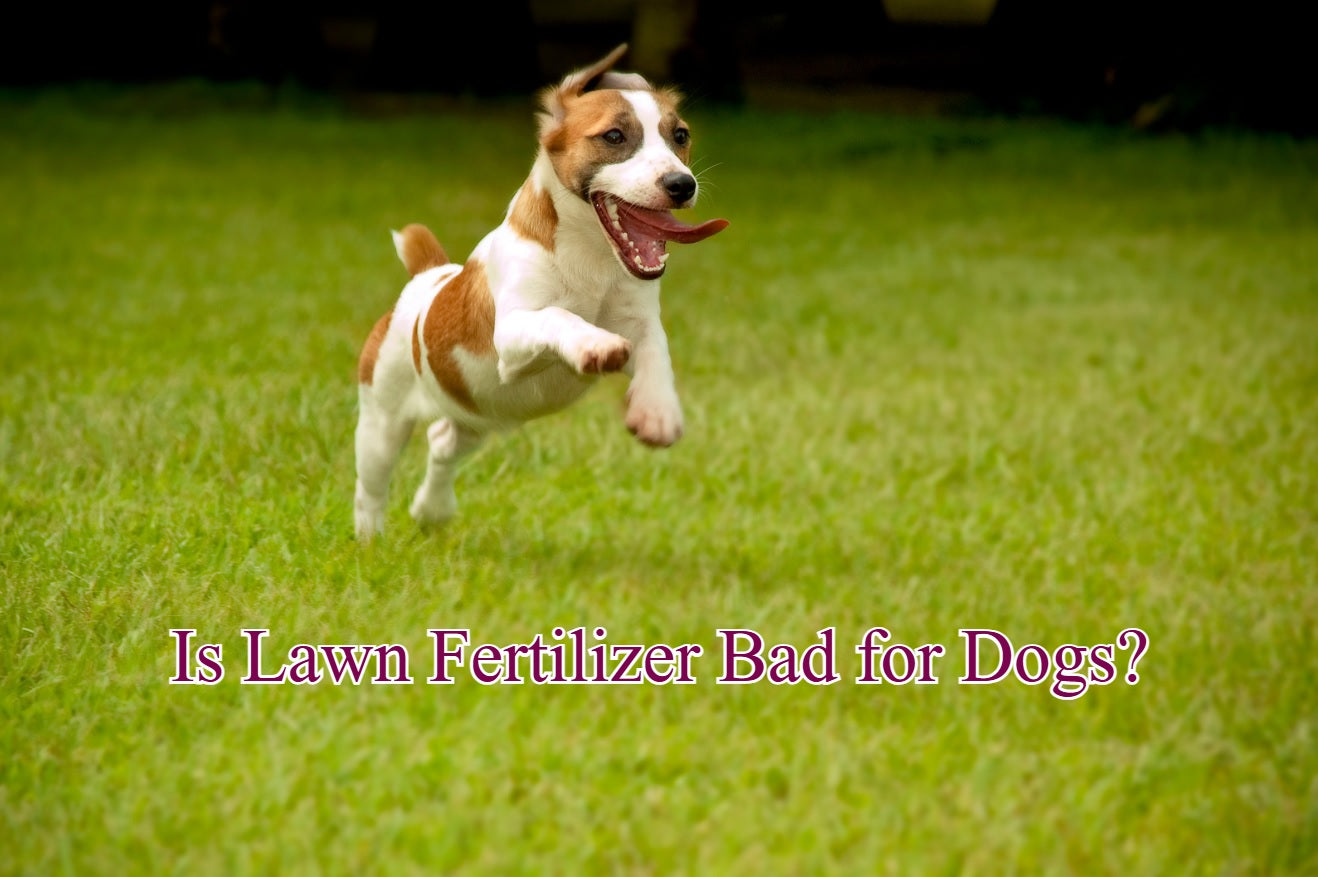 Is Lawn Fertilizer Bad for Dogs?