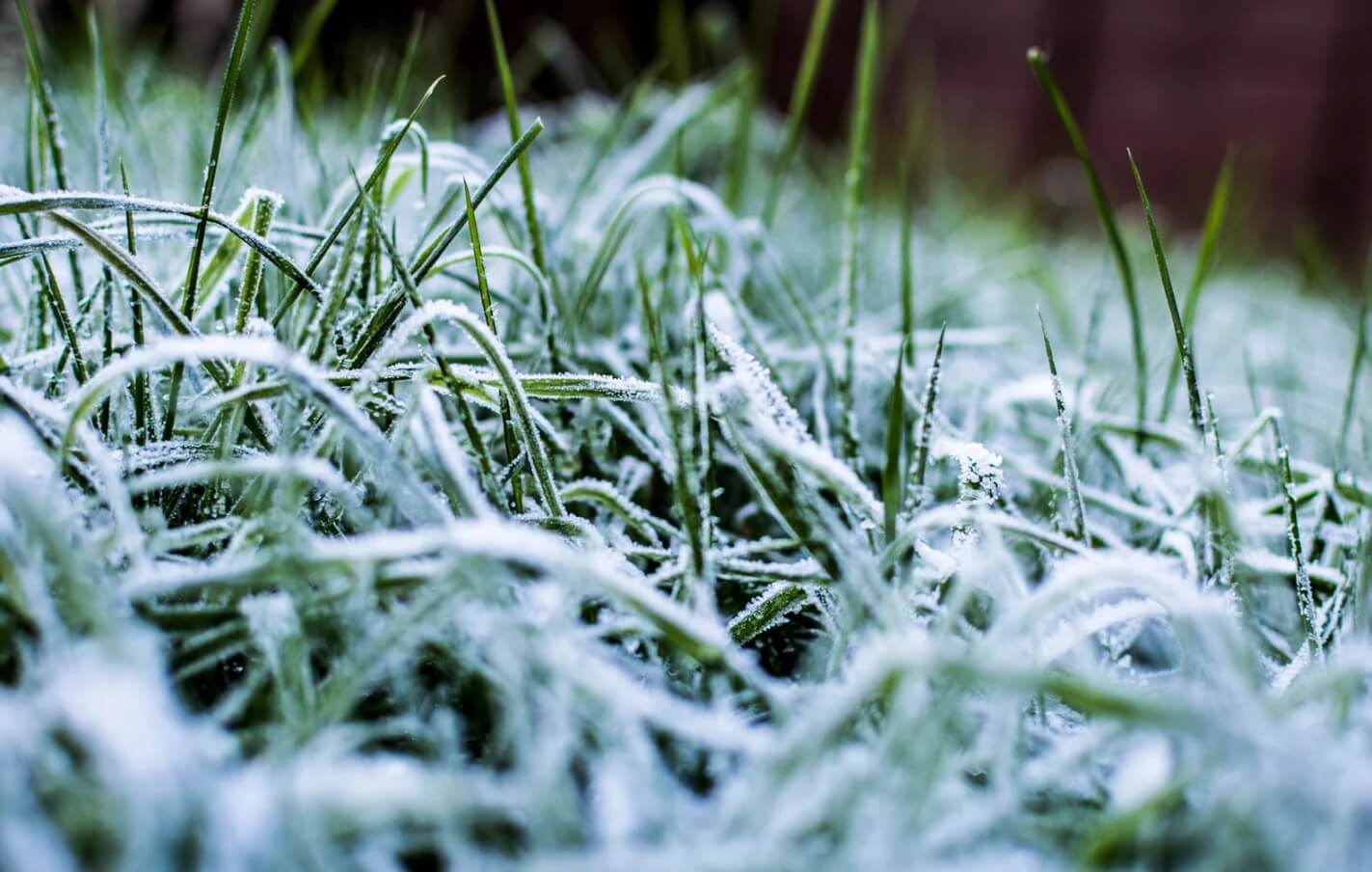 Frost-covered lawn blades in winter, Segway Navimow ready