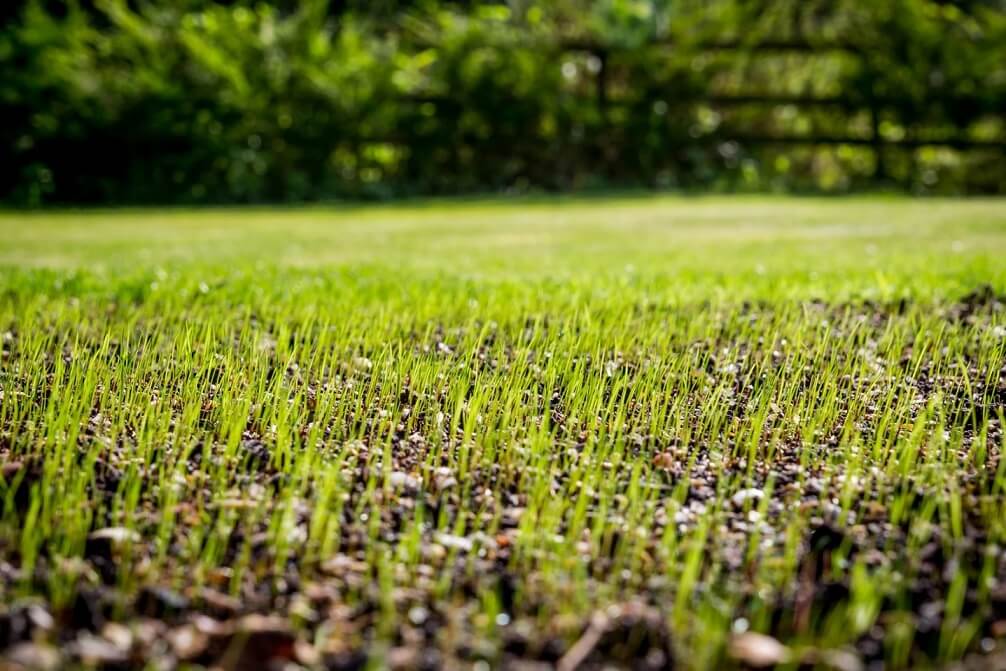 How to Plant Grass Seed?