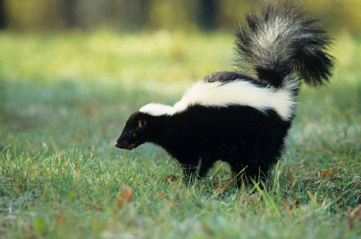 How to Stop Skunks from Digging Up Your Lawn