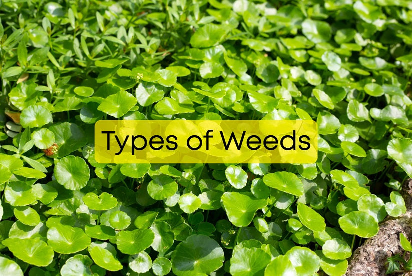 Types of Weeds