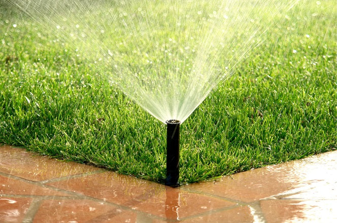 How Often to Water Lawn in Summer?