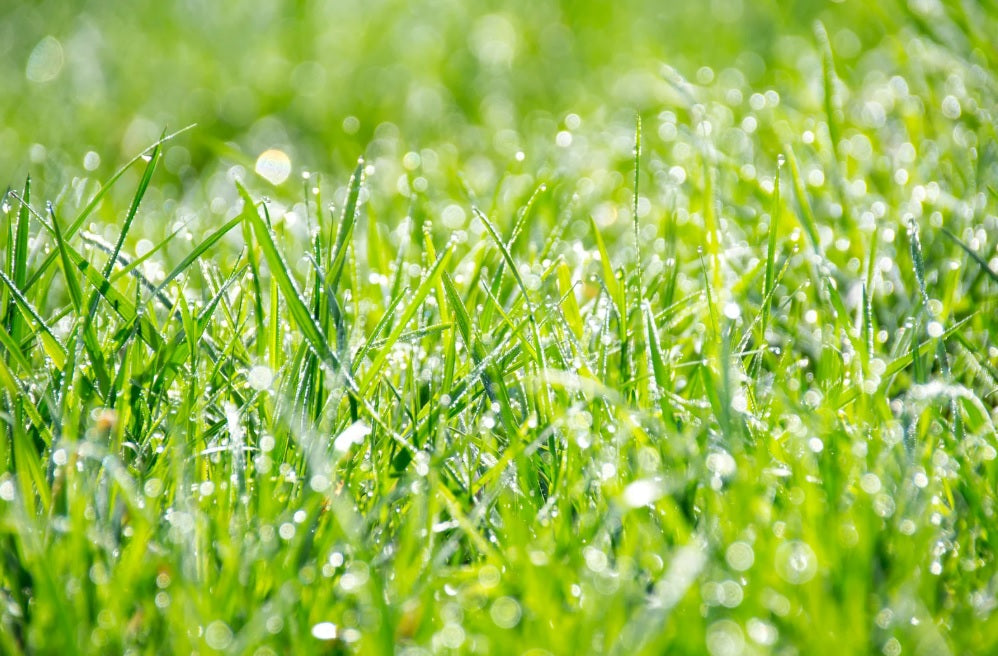 How to Tell if Grass is Dry Enough to Cut?