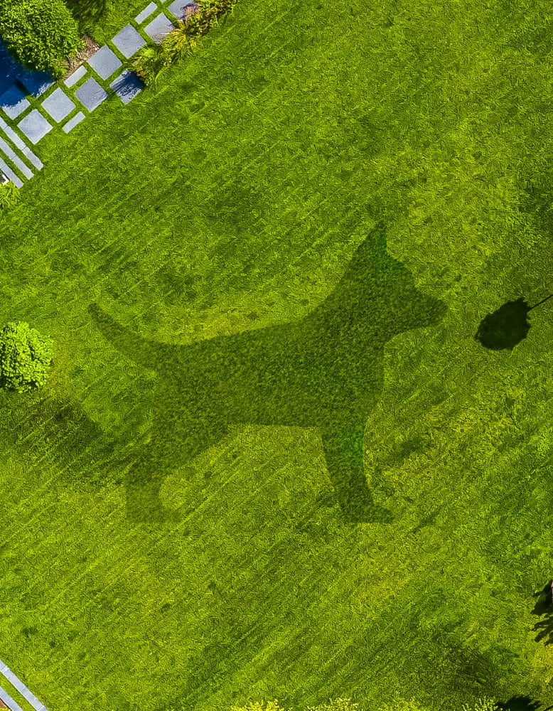 Beautiful view of New Mowed Grass And Dogs