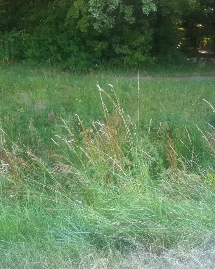 Navimow i110E robot lawn mower is perfect for tall grass.